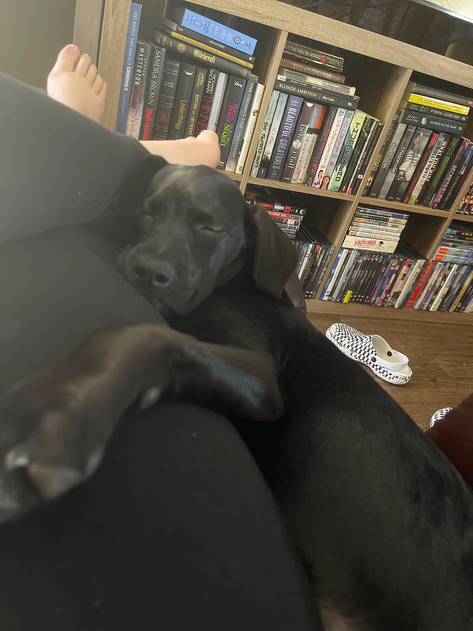 Herc is registered to the contest to win money with this photo: book, bookcase, carnivore, comfort, companion_dog, dog, dog_breed, fawn, flooring, foot, grey, gun_dog, publication, shelf, shelving, snout, sporting_group, tail, whiskers, working_animal