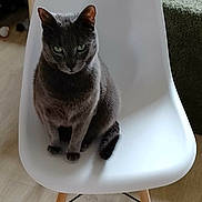 Neo a rejoint le concours — aidez-le/la à gagner de superbes lots ! animal, calm, cat, cozy, domestic_cat, feline, fur, furniture, gray_cat, green_eyes, household, indoor, looking_at_camera, modern_chair, pet, portrait, shadow, sitting, white_chair, wooden_floor