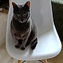 animal, calm, cat, cozy, domestic_cat, feline, fur, furniture, gray_cat, green_eyes, household, indoor, looking_at_camera, modern_chair, pet, portrait, shadow, sitting, white_chair, wooden_floor