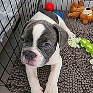 Mia a rejoint le concours — aidez-le/la à gagner de superbes lots ! puppy, dog, pet, crate, toy, plush_toy, rope_toy, ball, gray_mat, cage, indoor, closeup, cute, animal, young_dog, furry, resting, looking, white_and_gray, floor