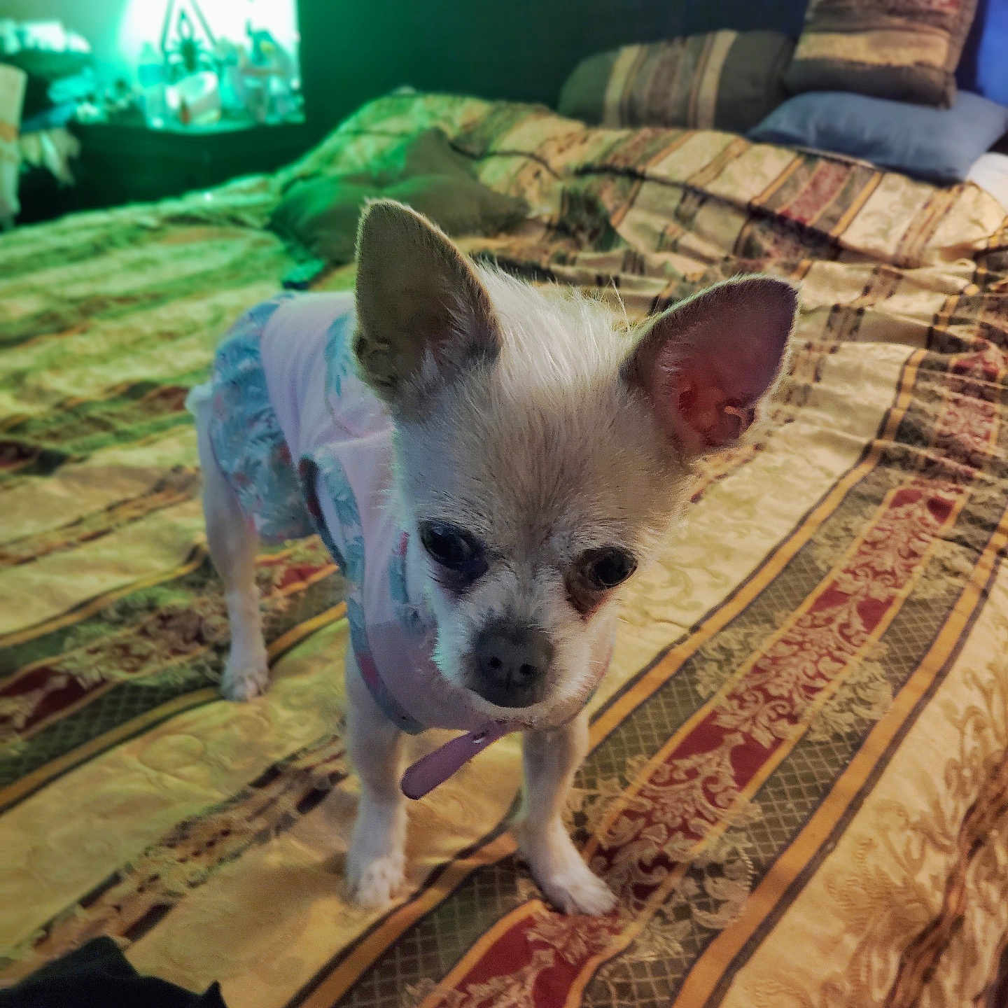 Luna Paradela is registered to the contest to win money with this photo: animal, bed, bedroom, blanket, canine, clothing, curious, cute, dog, domestic_animal, ears, furniture, indoor, patterned, pet, pillow, small_dog, soft_lighting, standing, textile