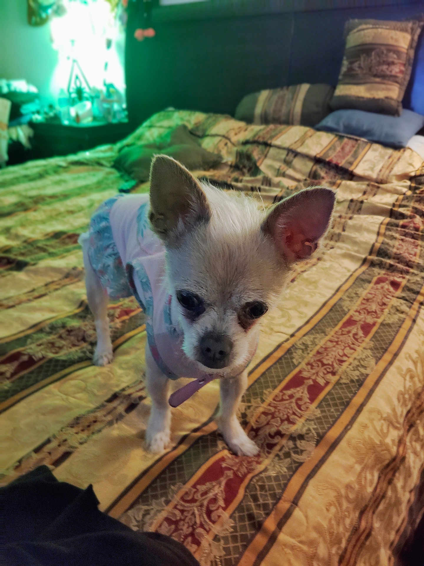 Luna Paradela is registered to the contest to win money with this photo: dog, small_dog, bed, blanket, pillow, indoor, pet, cute, clothing, animal, furniture, bedroom, ears, curious, standing, canine, domestic_animal, soft_lighting, textile, patterned