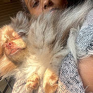 Theadorable Aka Theo joined the competition — help win amazing prizes! dog, fluffy, sleeping, person, arm, closeup, sunlight, cozy, fabric, texture, indoor, relaxation, pet, comfort, warm, fur, face, snout, paw, resting