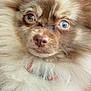 dog, fluffy, brown, white, blue_eyes, pet, animal, close_up, fur, ears, cute, small_dog, face, portrait, indoor, adorable, nose, whiskers, collar, expression