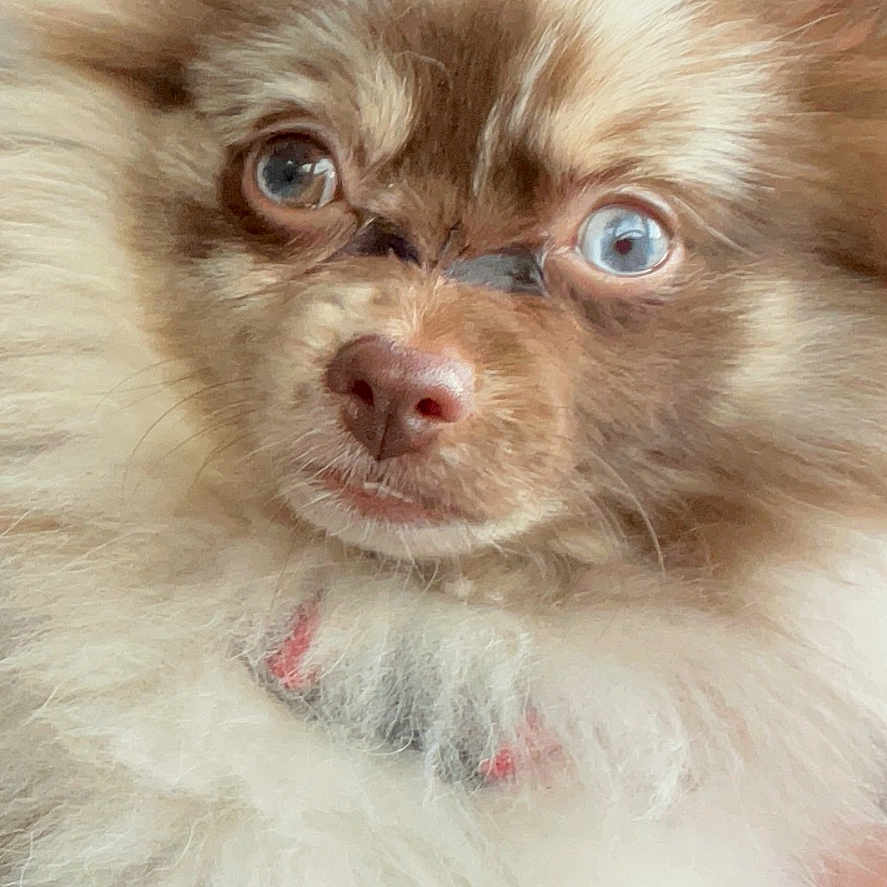 Theadorable Aka Theo