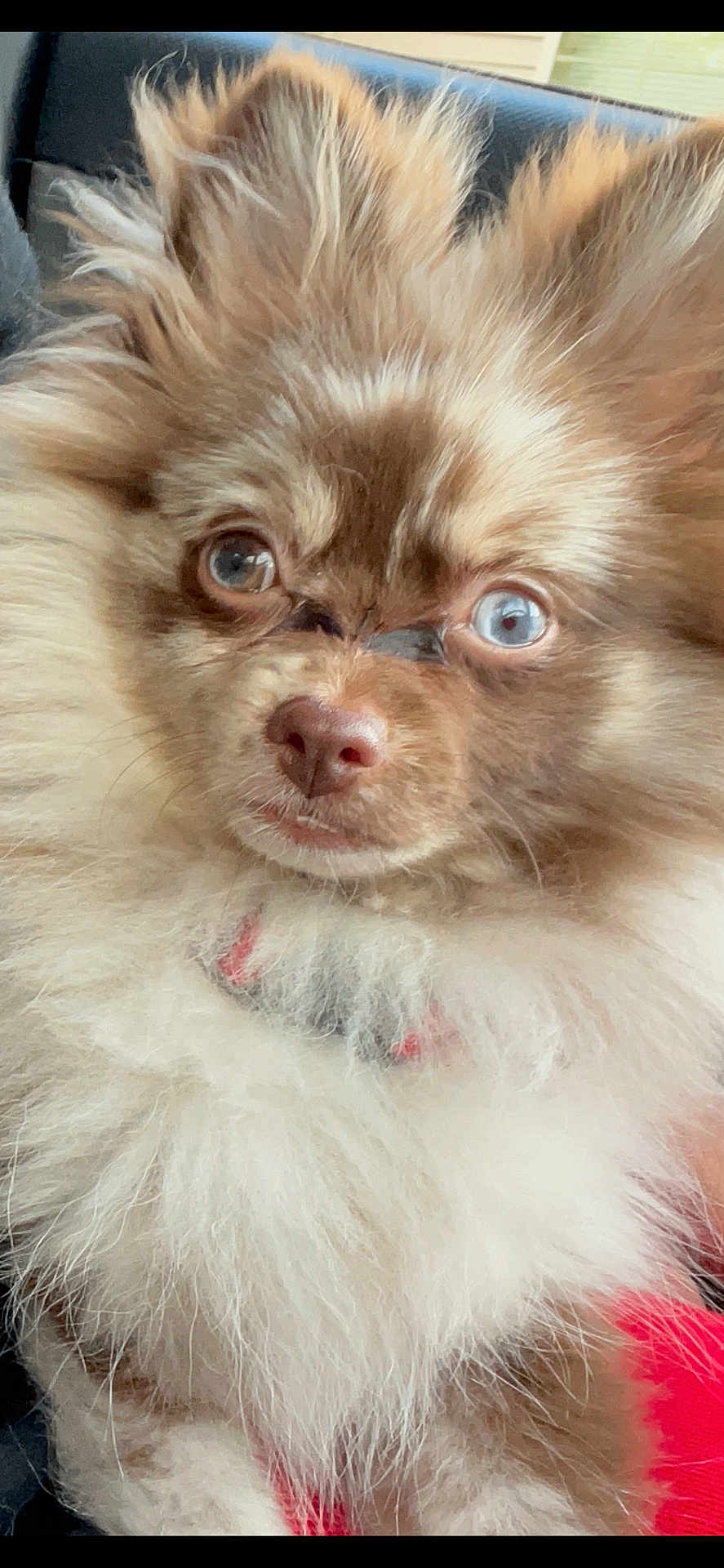 Theadorable Aka Theo