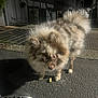 Theadorable Aka Theo is registered to the contest to win money with this photo: dog, fluffy, pavement, night, shoe, footwear, curious, small_object, urban, sidewalk, street, outdoor, animal, pet, brown_fur, cream_fur, canine, walking, shadow, light