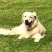 Queenie is registered to the contest to win money with this photo: dog, golden_retriever, grass, outdoor, pet, canine, animal, lying_down, sunlight, happy, tongue_out, nature, summer, mammal, fur, friendly, cute, greenery, relaxing, playful
