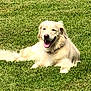 dog, golden_retriever, grass, outdoor, pet, canine, animal, lying_down, sunlight, happy, tongue_out, nature, summer, mammal, fur, friendly, cute, greenery, relaxing, playful