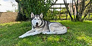 Mitsou participe au concours pour gagner de l'argent avec cette photo : animal, backyard, canine, dog, fur, garden, grass, greenery, husky, laying_down, leaves, mammal, nature, outdoor, peaceful, pet, relaxed, summer, sunlight, tree