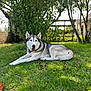 animal, backyard, canine, dog, fur, garden, grass, greenery, husky, laying_down, leaves, mammal, nature, outdoor, peaceful, pet, relaxed, summer, sunlight, tree