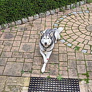 Mitsou a rejoint le concours — aidez-le/la à gagner de superbes lots ! animal, canine, collar, crossed_paws, daylight, dog, fur, garden, greenery, hedge, husky, lying_down, nature, outdoor, pavement, peaceful, pet, quiet, relaxed, stone