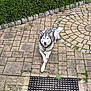animal, canine, collar, crossed_paws, daylight, dog, fur, garden, greenery, hedge, husky, lying_down, nature, outdoor, pavement, peaceful, pet, quiet, relaxed, stone