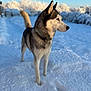 Mitsou participe au concours pour gagner de l'argent avec cette photo : animal, blue_sky, canine, cold, collar, daylight, dog, frozen, fur, husky, landscape, muzzle, nature, outdoor, pet, sky, snow, standing, tail, winter