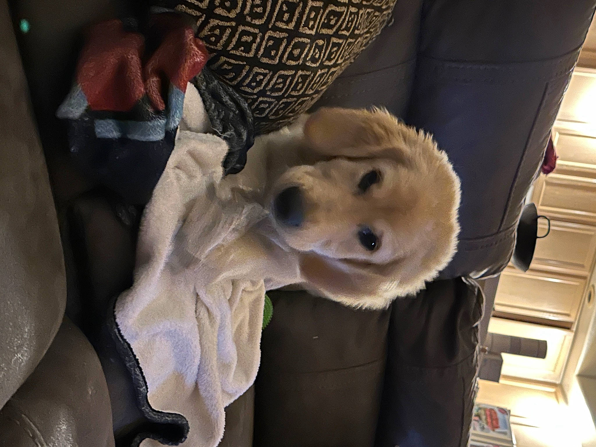 Wrigley is registered to the contest to win money with this photo: auto_part, canidae, car_seat, carnivore, chair, companion_dog, dog, dog_breed, dog_clothes, eyewear, family_car, fawn, fur, non_sporting_group, selfie, snout, sporting_group, toy_dog, vehicle_door, whiskers