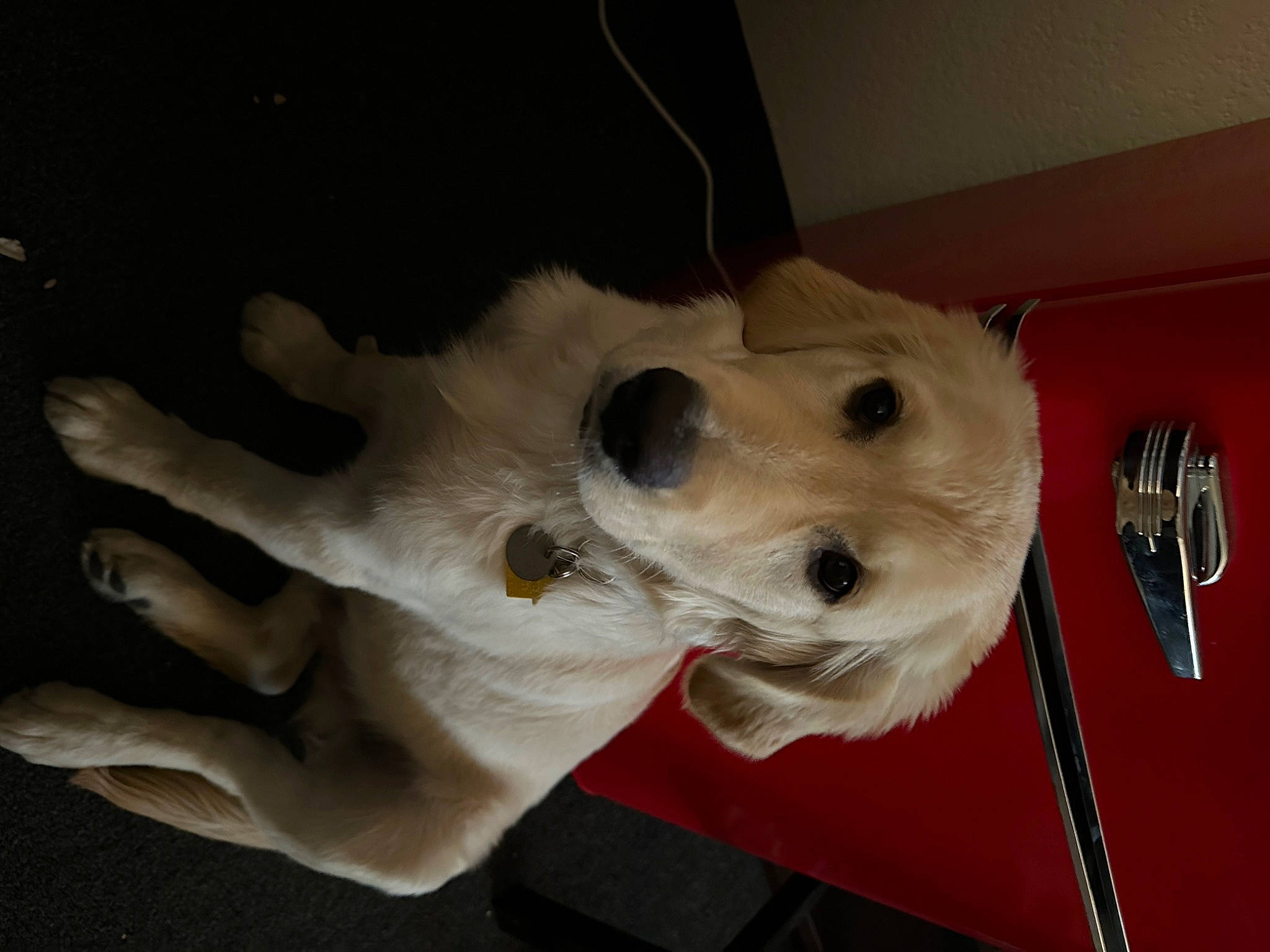 Wrigley is registered to the contest to win money with this photo: canidae, carnivore, collar, companion_dog, dog, dog_breed, fawn, fur, kitchen_utensil, non_sporting_group, snout, sporting_group, whiskers, working_animal