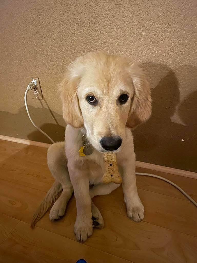 Wrigley joined the competition — help win amazing prizes! canidae, carnivore, companion_dog, dog, dog_breed, fawn, flooring, fur, hardwood, paw, sporting_group, tail, whiskers, wood, wood_flooring, working_animal