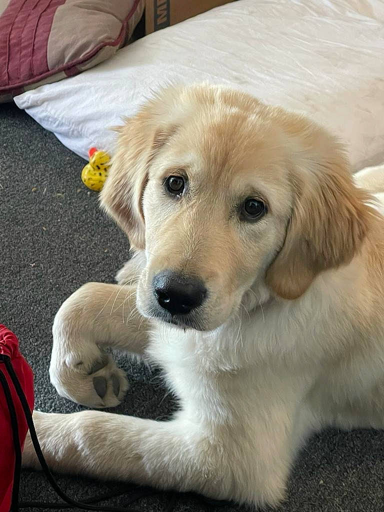 Wrigley joined the competition — help win amazing prizes! canidae, carnivore, comfort, companion_dog, dog, dog_breed, fawn, fur, golden_retriever, gun_dog, linens, paw, plant, puppy, snout, sporting_group, tail, terrestrial_animal, whiskers, working_dog