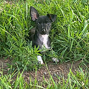 Bolt joined the competition — help win amazing prizes! animal, black_and_white, curious, cute, dog, ears, eyes, fur, grass, greenery, ground, leaf, nature, outdoor, pet, plants, puppy, small, watching, young
