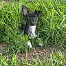 animal, black_and_white, curious, cute, dog, ears, eyes, fur, grass, greenery, ground, leaf, nature, outdoor, pet, plants, puppy, small, watching, young
