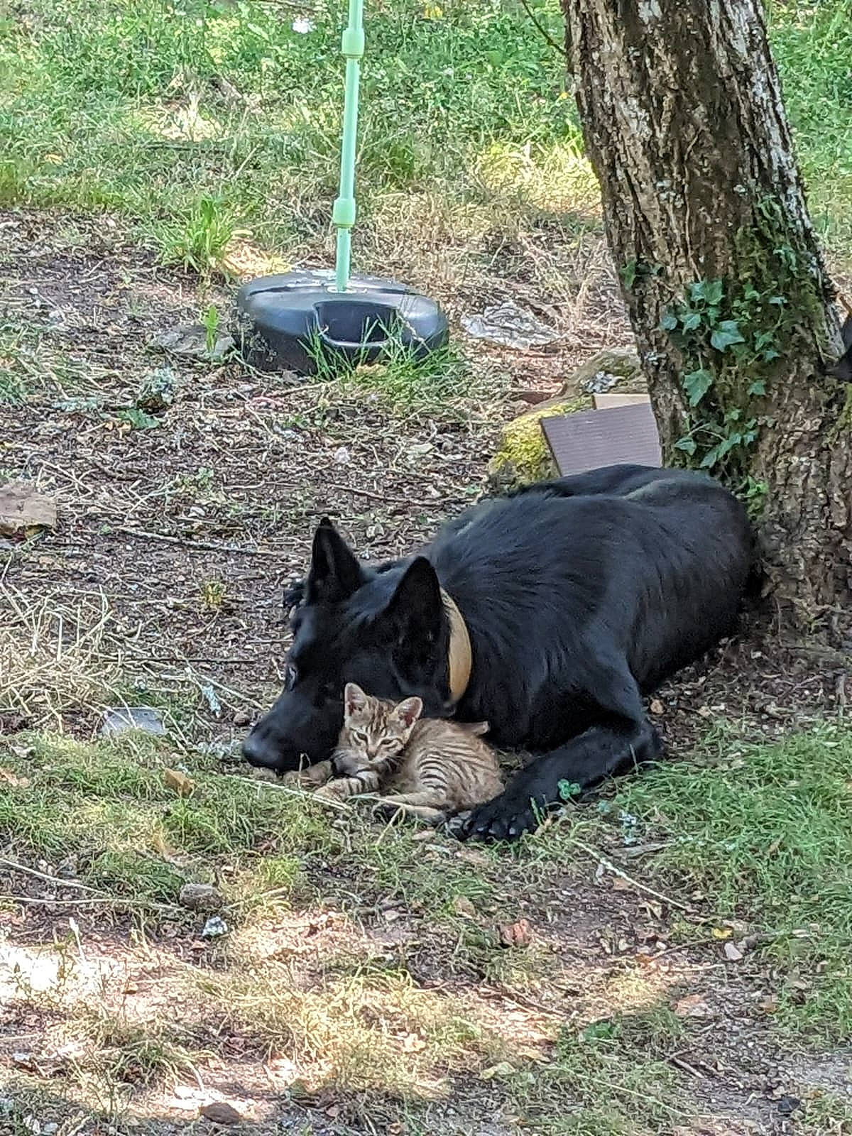 Twig a rejoint le concours — aidez-le/la à gagner de superbes lots ! black_rhinoceros, bovine, canidae, carnivore, dog_breed, felidae, fur, grass, grassland, groundcover, horn, plant, recreation, sporting_group, tail, terrestrial_animal, tree, trunk, wildlife, working_animal