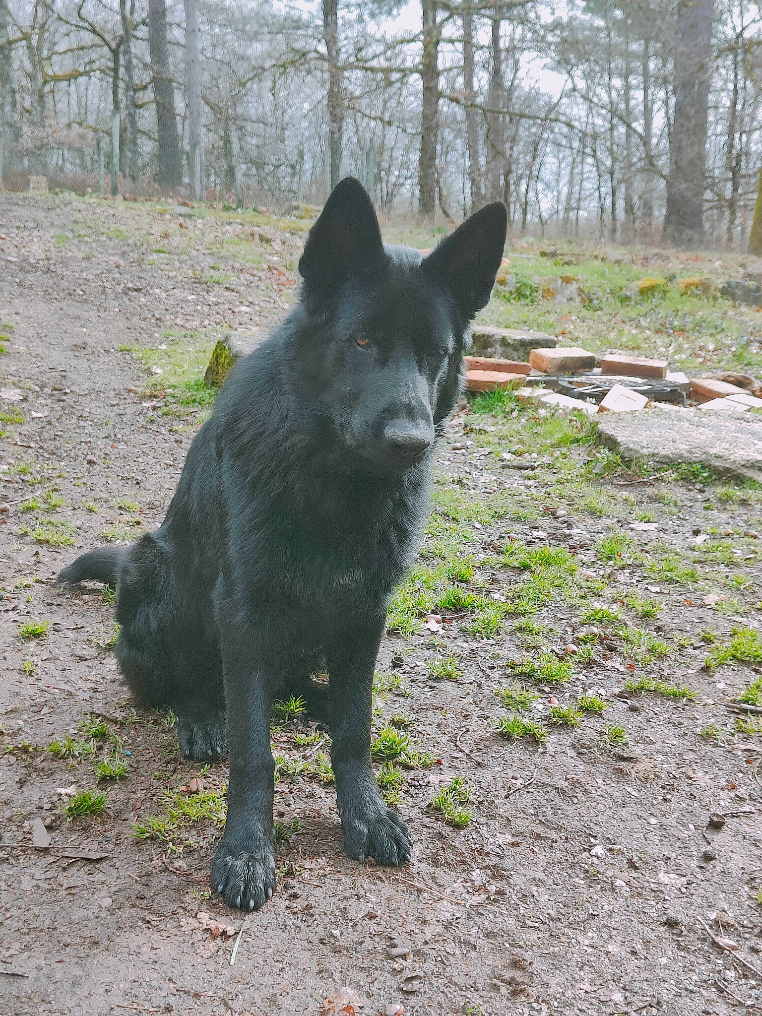 Twig participe au concours pour gagner de l'argent avec cette photo : black_norwegian_elkhound, canidae, carnivore, dog, dog_breed, domestic_short_haired_cat, felidae, fur, grass, non_sporting_group, plant, sky, small_to_medium_sized_cats, snout, sporting_group, tail, terrestrial_animal, tree, working_animal