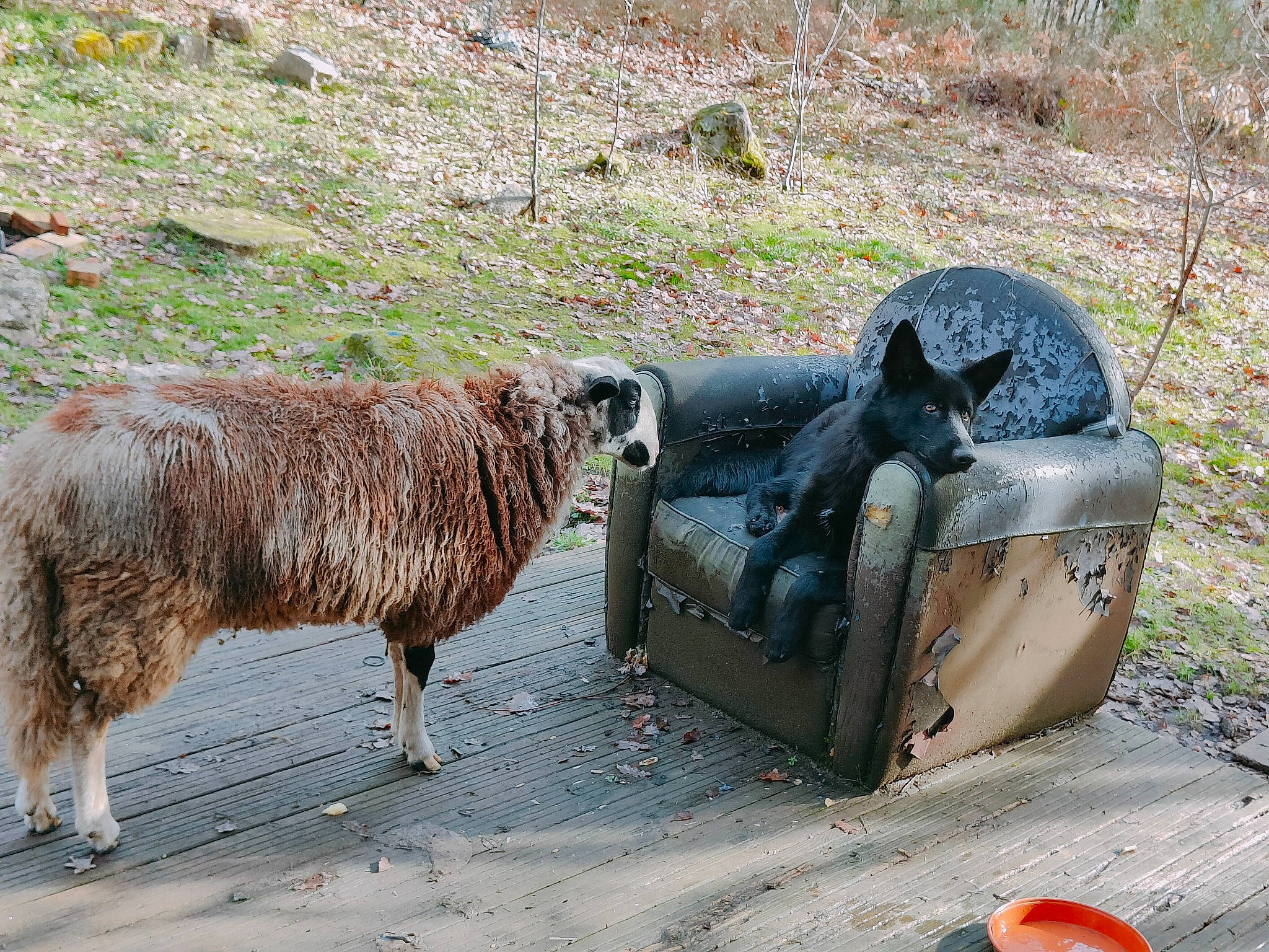 Twig participe au concours pour gagner de l'argent avec cette photo : bovine, canidae, dog_breed, fender, fur, goat, goat_antelope, goats, grass, grazing, herd, landscape, livestock, mammal, pack_animal, sheep, sporting_group, terrestrial_animal, working_animal