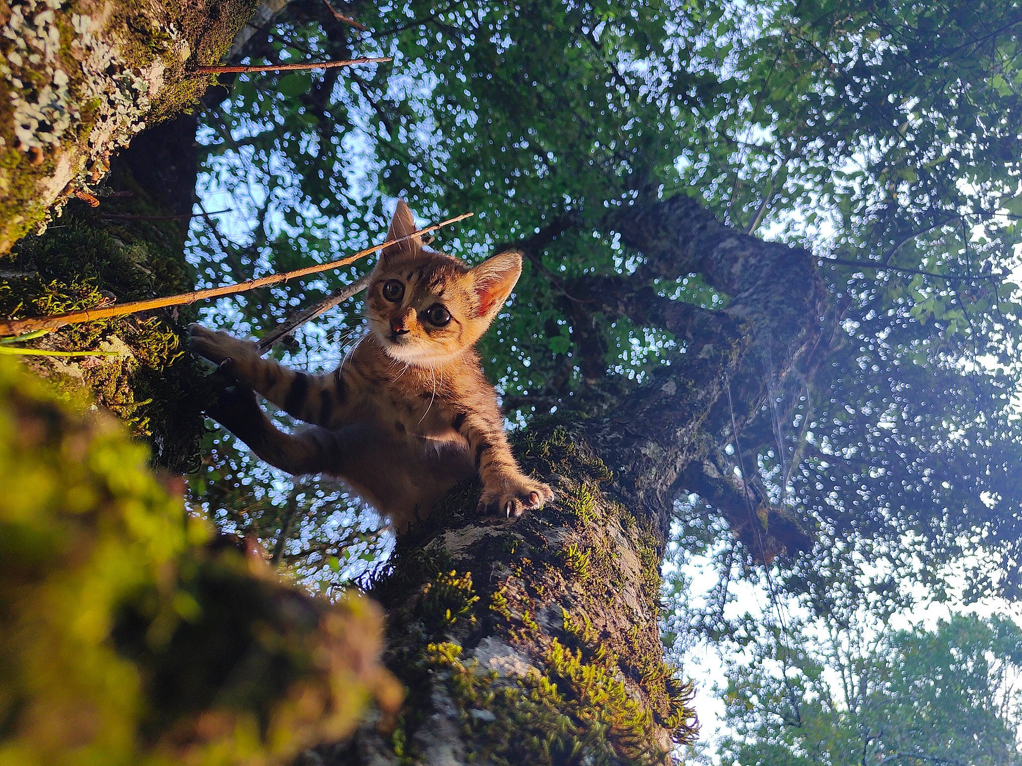 Kiwi a rejoint le concours — aidez-le/la à gagner de superbes lots ! branch, carnivore, cat, deciduous, electric_blue, fawn, felidae, forest, grass, organism, plant, small_to_medium_sized_cats, tail, terrestrial_animal, tree, trunk, twig, whiskers, wood, woody_plant