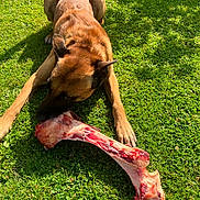 Dali a rejoint le concours — aidez-le/la à gagner de superbes lots ! dog, grass, bone, outdoor, animal, pet, canine, sunlight, chewing, nature, mammal, brown_fur, large_bone, daylight, relaxed, playful, closeup, laying_down, healthy, summer