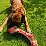 dog, grass, bone, outdoor, animal, pet, canine, sunlight, chewing, nature, mammal, brown_fur, large_bone, daylight, relaxed, playful, closeup, laying_down, healthy, summer