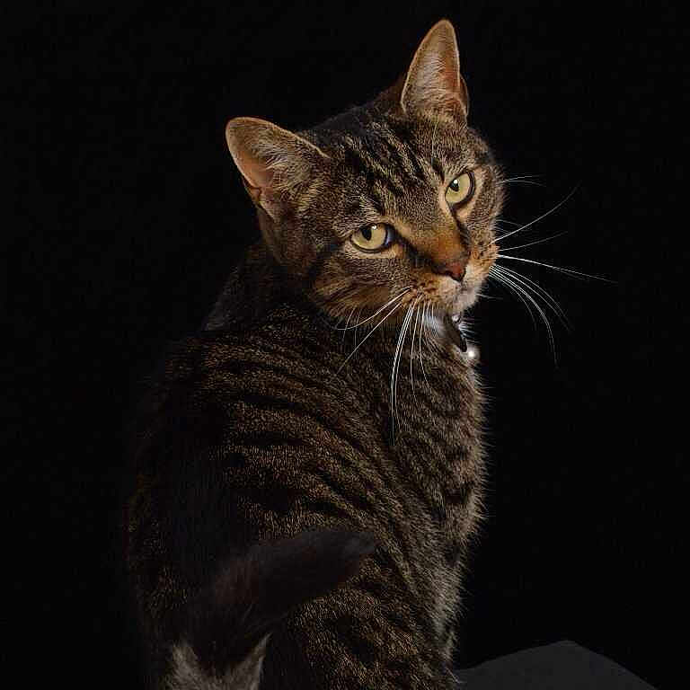 Prince