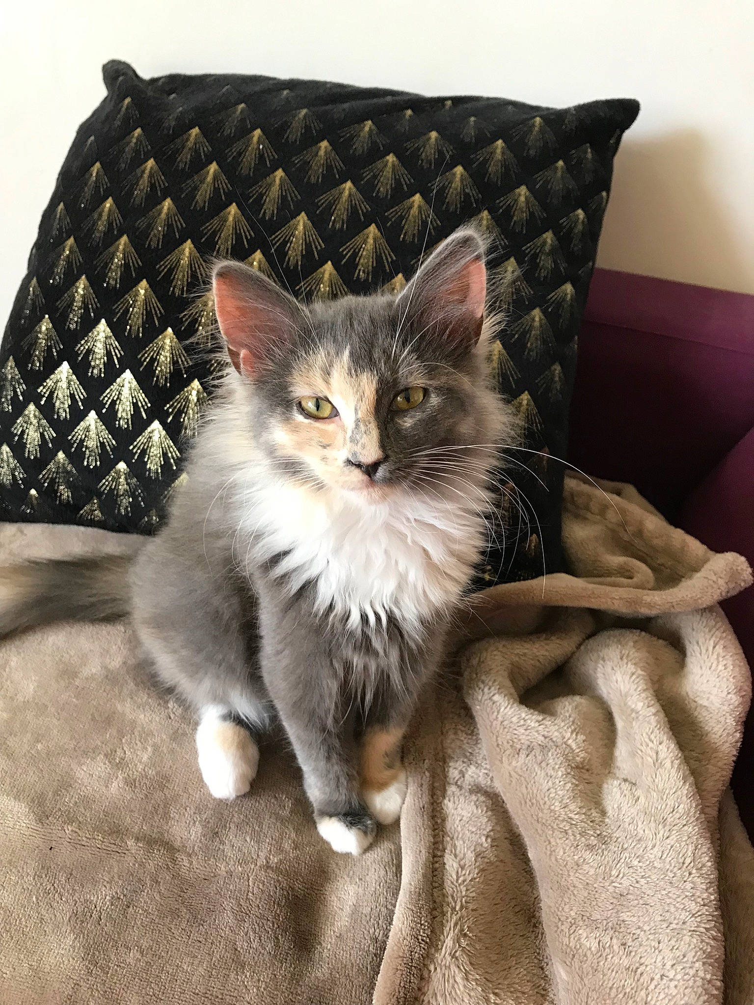 Chester participe au concours pour gagner de l'argent avec cette photo : asian, carnivore, cat, domestic_long_haired_cat, domestic_short_haired_cat, european_shorthair, fawn, felidae, fur, kitten, maine_coon, mammal, norwegian_forest_cat, ragamuffin, small_to_medium_sized_cats, tabby_cat, whiskers