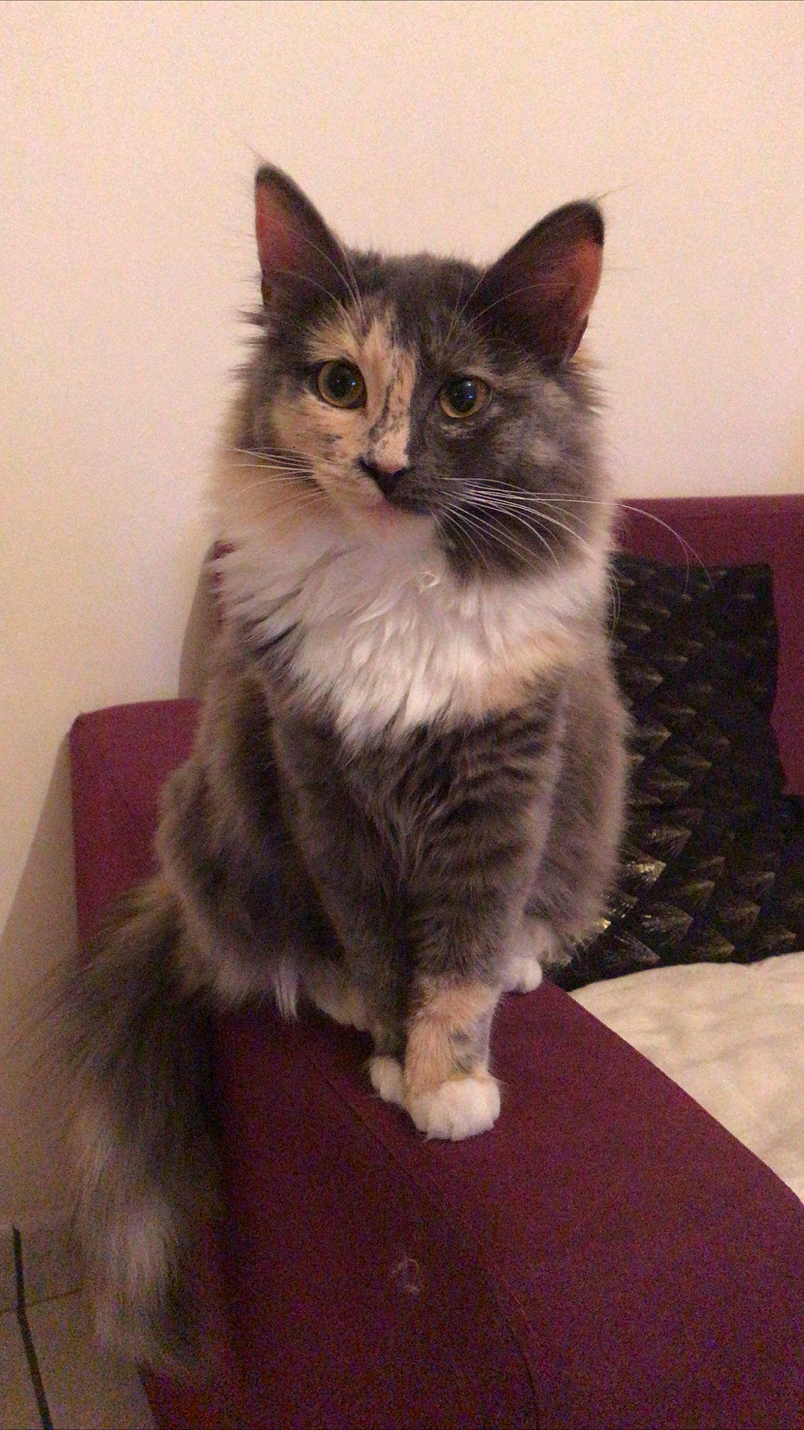 Chester a rejoint le concours — aidez-le/la à gagner de superbes lots ! asian_semi_longhair, british_semi_longhair, carnivore, cat, cymric, domestic_long_haired_cat, domestic_short_haired_cat, felidae, kitten, kurilian_bobtail, maine_coon, mammal, napoleon_cat, norwegian_forest_cat, ragamuffin, siberian, small_to_medium_sized_cats, vertebrate, whiskers