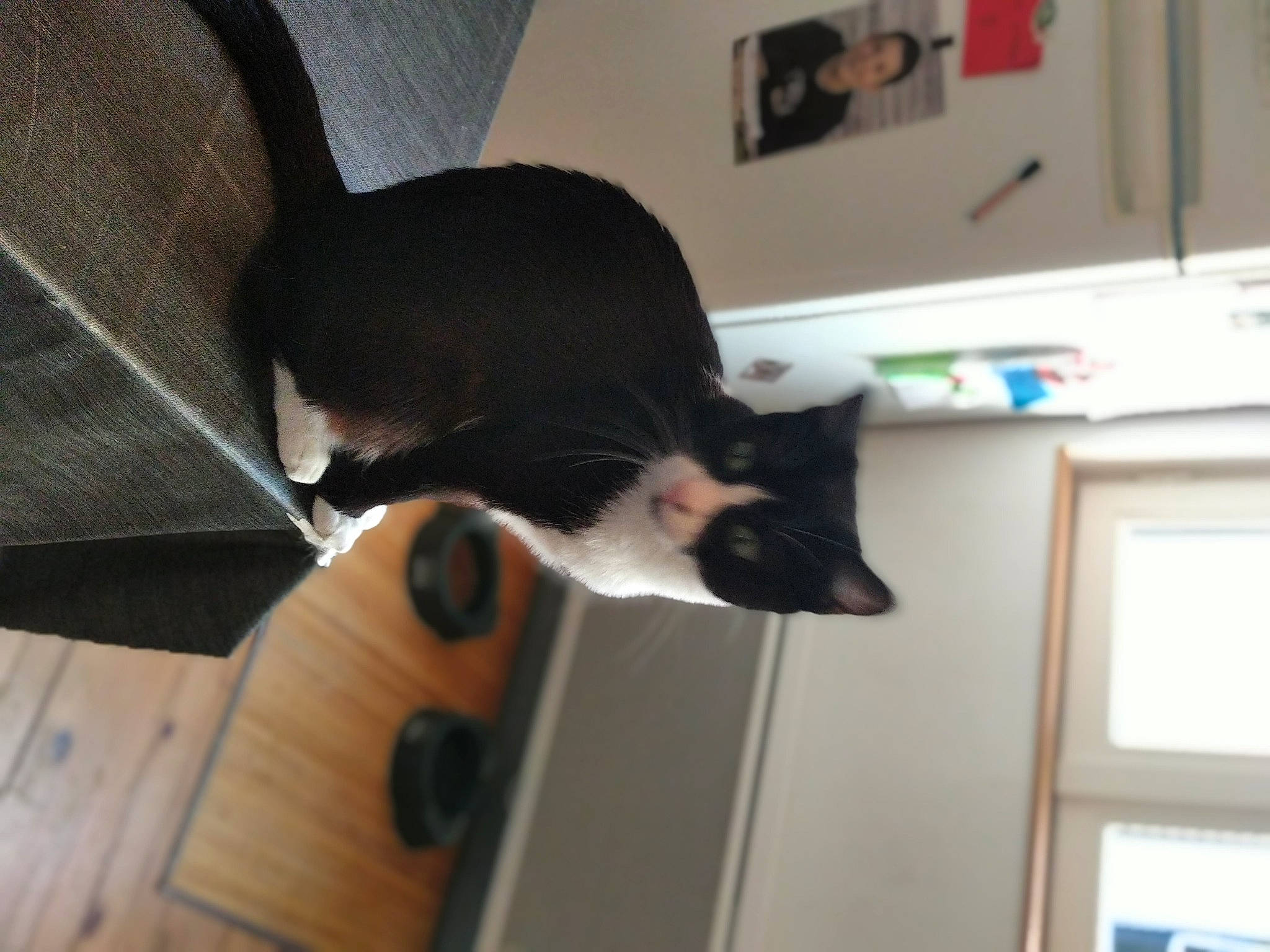 Orea a rejoint le concours — aidez-le/la à gagner de superbes lots ! black_cat, carnivore, cat, ear, felidae, kitten, small_to_medium_sized_cats, tail, whiskers