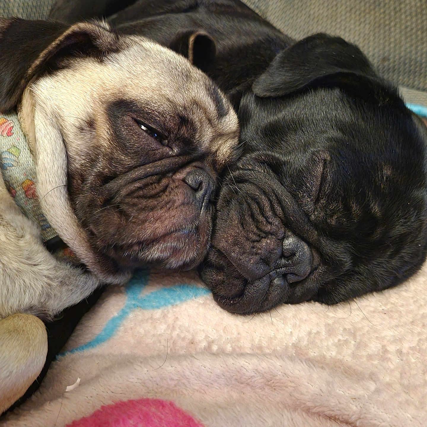 Debo And Cupcake is registered to the contest to win money with this photo: adorable, animal, black_dog, blanket, close_up, companion, cozy, cute, dog, friendship, fur, indoor, light_dog, pets, pug, relaxation, rest, sleeping, snuggling, wrinkled_face