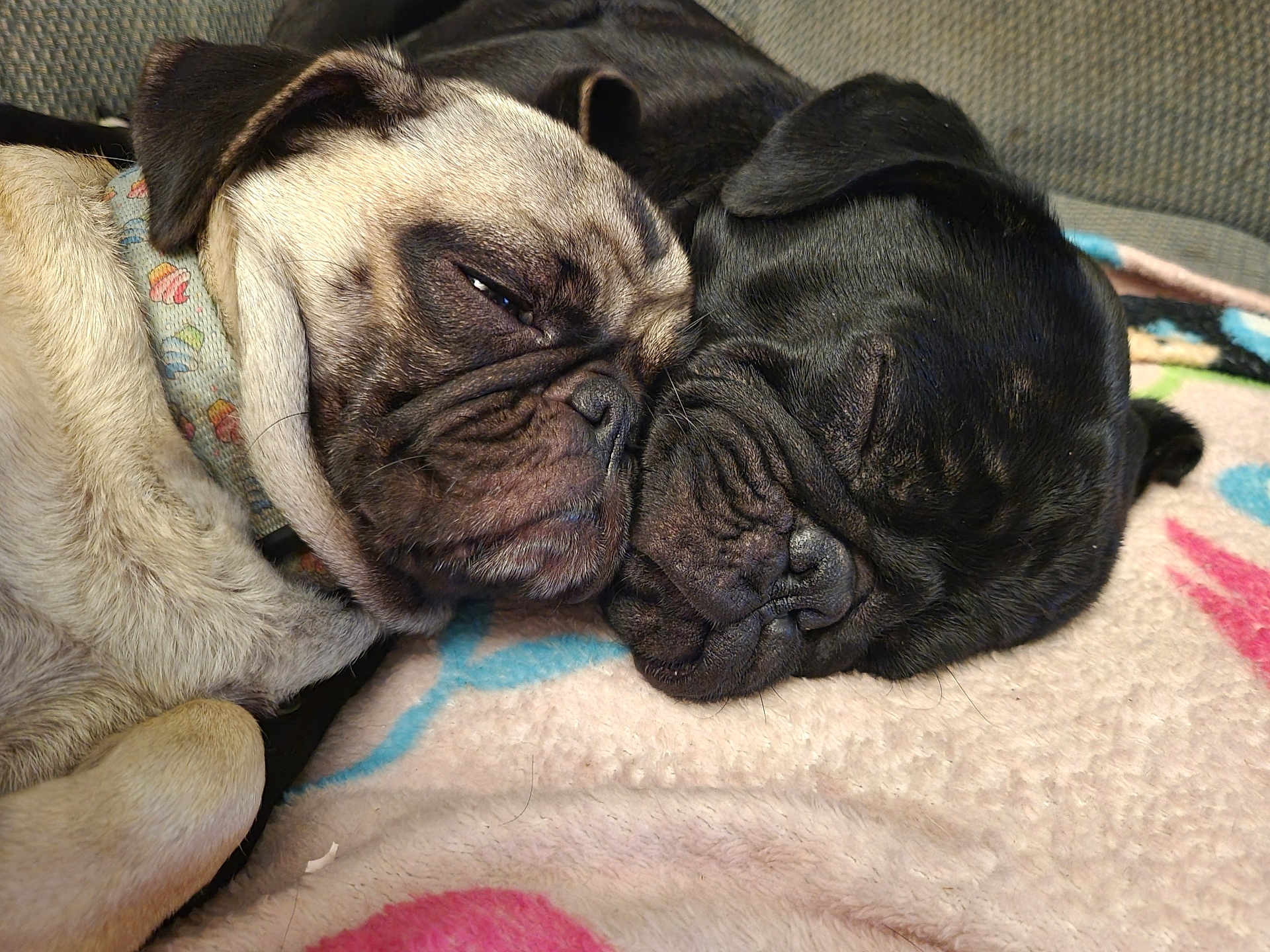 Debo And Cupcake is registered to the contest to win money with this photo: dog, pug, sleeping, close_up, pets, animal, friendship, cozy, blanket, wrinkled_face, snuggling, cute, companion, indoor, relaxation, fur, black_dog, light_dog, rest, adorable