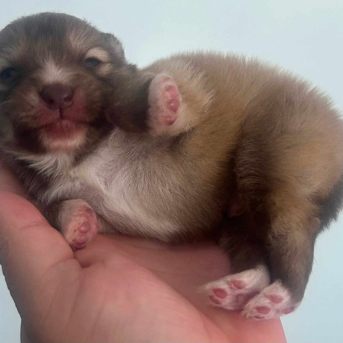 Julissa Maldonado joined the competition — help win amazing prizes! adorable, animal, baby_animal, closeup, cute, dog, domestic_animal, fluffy, fur, hand, holding, mammal, newborn, pet, pink_paw_pads, portrait, puppy, sleepy, soft, tiny