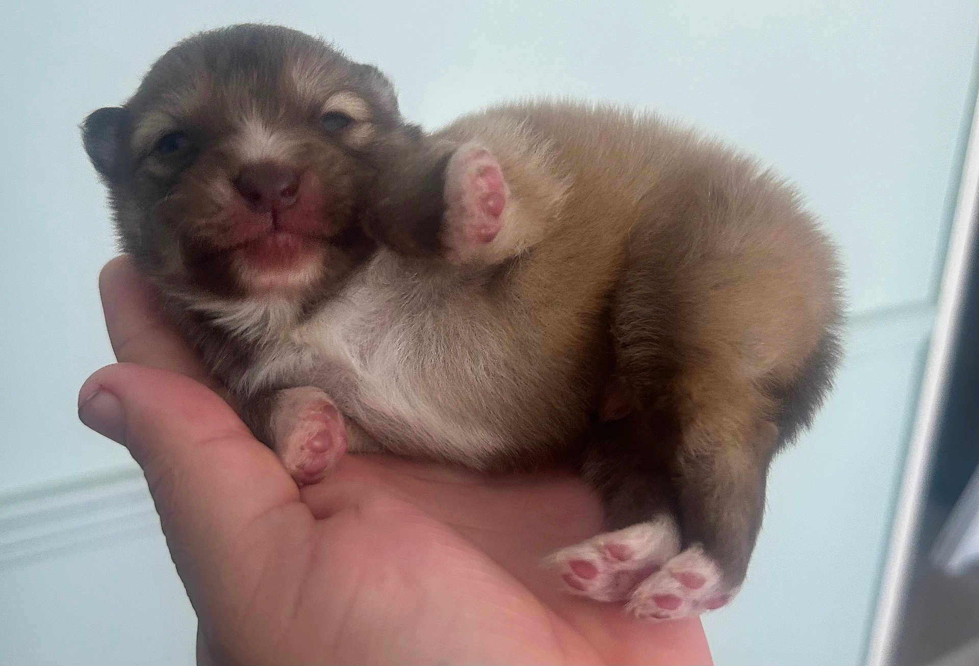 Julissa Maldonado joined the competition — help win amazing prizes! puppy, dog, newborn, hand, pink_paw_pads, fur, cute, sleepy, tiny, fluffy, animal, pet, mammal, closeup, domestic_animal, baby_animal, portrait, holding, soft, adorable