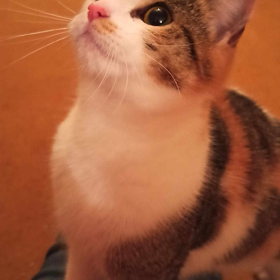 Caillou participe au concours pour gagner de l'argent avec cette photo : abyssinian, animal, baby, cat, hardwood, kitten, manx, person, pet, plywood, siamese, wood