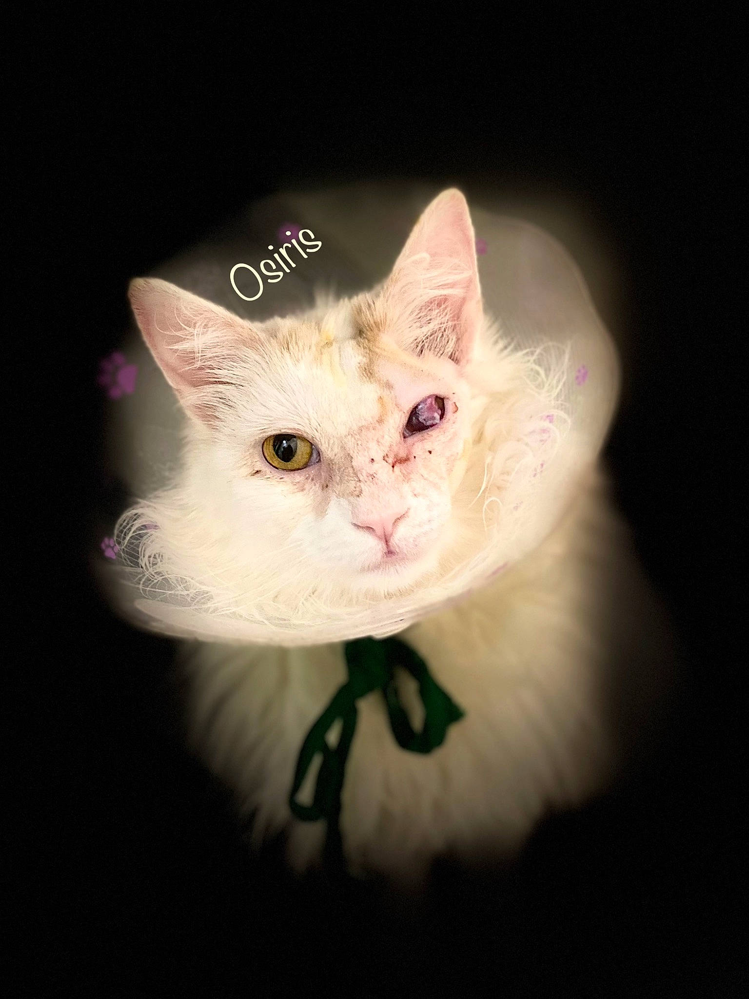 Osiris a rejoint le concours — aidez-le/la à gagner de superbes lots ! art, carnivore, cat, darkness, domestic_short_haired_cat, fawn, felidae, fur, pedicel, petal, plant, small_to_medium_sized_cats, tail, terrestrial_animal, whiskers