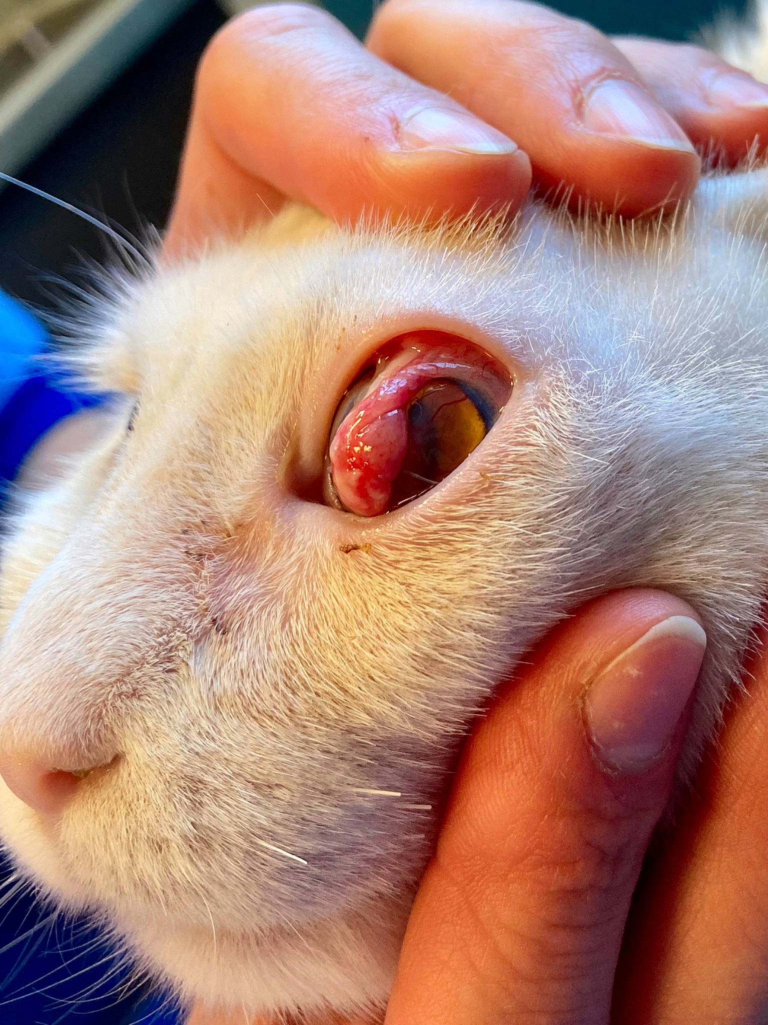 Osiris a rejoint le concours — aidez-le/la à gagner de superbes lots ! carnivore, cat, claw, close_up, domestic_short_haired_cat, ear, eyelash, fang, fawn, felidae, finger, foot, fur, gesture, nail, nose, paw, small_to_medium_sized_cats, snout, whiskers