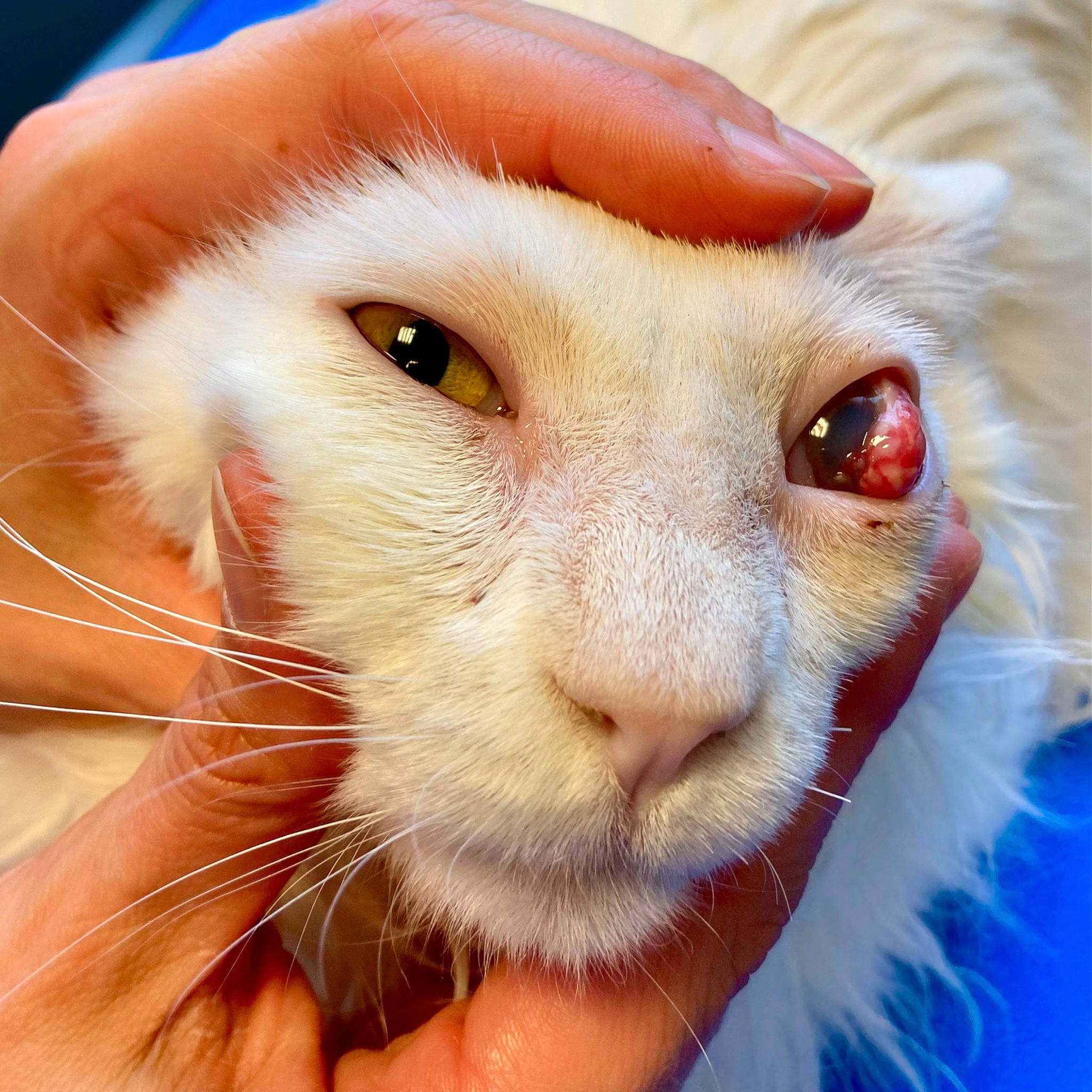 Osiris a rejoint le concours — aidez-le/la à gagner de superbes lots ! carnivore, cat, domestic_short_haired_cat, ear, eye, eyelash, fang, fawn, felidae, finger, fur, gesture, hand, head, iris, nose, small_to_medium_sized_cats, snout, terrestrial_animal, whiskers