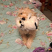 Sassy joined the competition — help win amazing prizes! dog, plush_toy, bed, blanket, lamp, bedspread, floral_pattern, stuffed_animal, indoor, carpet, nightstand, wooden_furniture, cute, pet, cozy, small_dog, fur, animal, toy, room