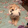 dog, plush_toy, bed, blanket, lamp, bedspread, floral_pattern, stuffed_animal, indoor, carpet, nightstand, wooden_furniture, cute, pet, cozy, small_dog, fur, animal, toy, room
