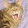 tabby_cat, cat, yawning, pet, feline, fur, whiskers, ears, blanket, purple_blanket, cozy, indoor, resting, cute, animal, sleepy, closeup, striped, domestic_cat, mammal