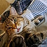 Mitts joined the competition — help win amazing prizes! cat, tabby_cat, paw, bed, blanket, striped_sheets, pet, hand, indoor, cute, playful, relaxed, feline, animal, fur, whiskers, ears, tongue, closeup, domestic_cat