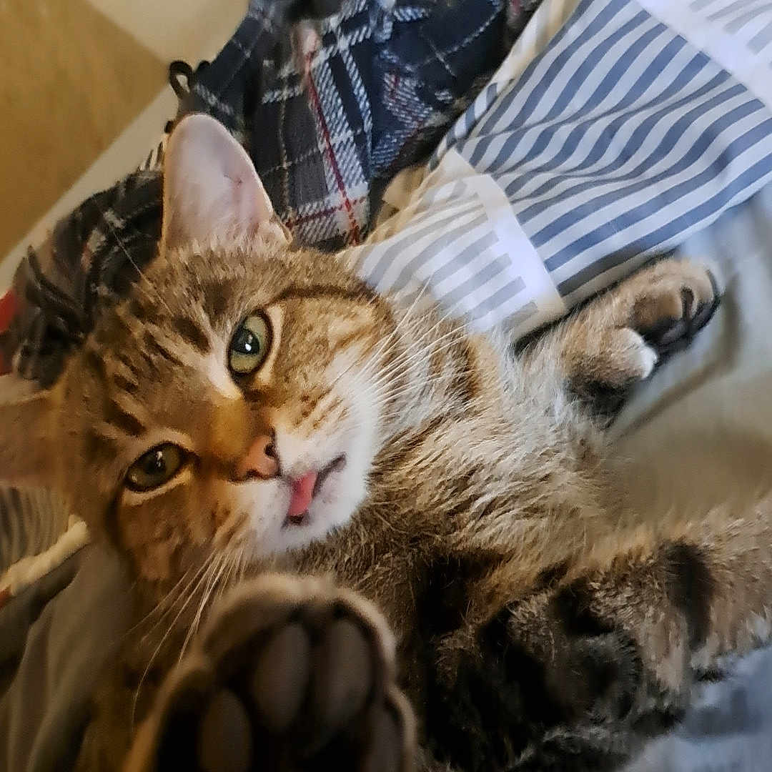 Mitts