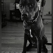 Rexs joined the competition — help win amazing prizes! accessories, animal, boxer, bulldog, canine, collar, dog, hardwood, hound, labradorretriever, leash, pet, pitbull, pointer, puppy, snout, strap, wood