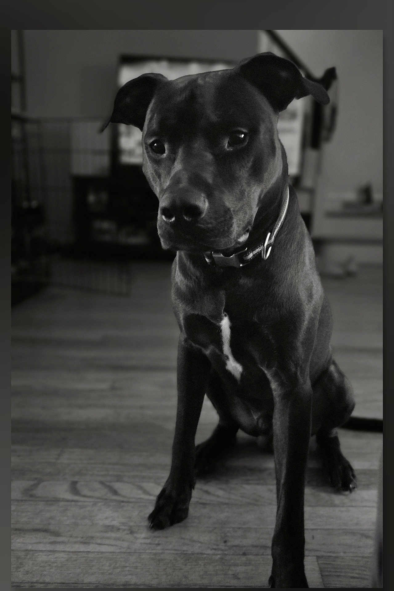Rexs