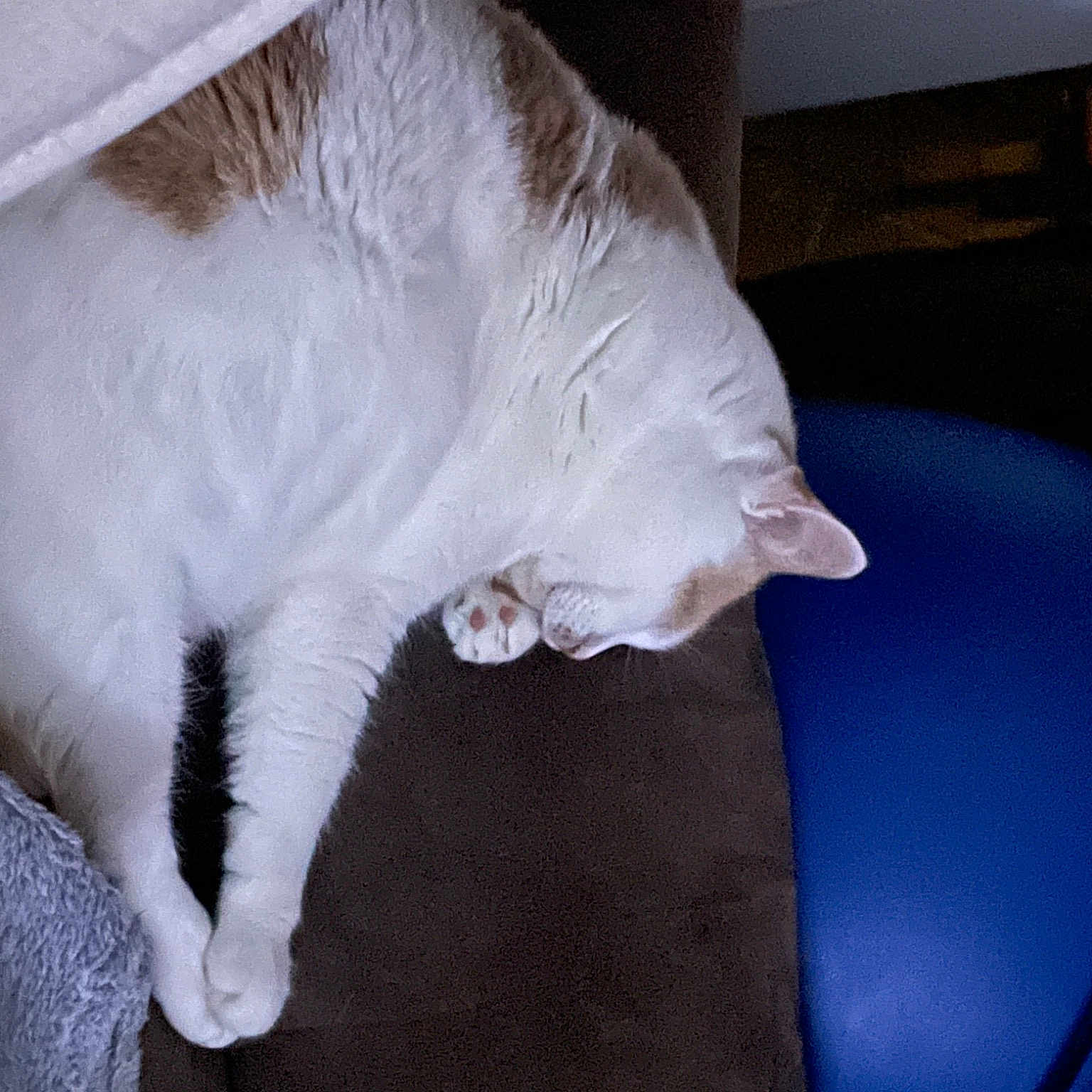 Milo